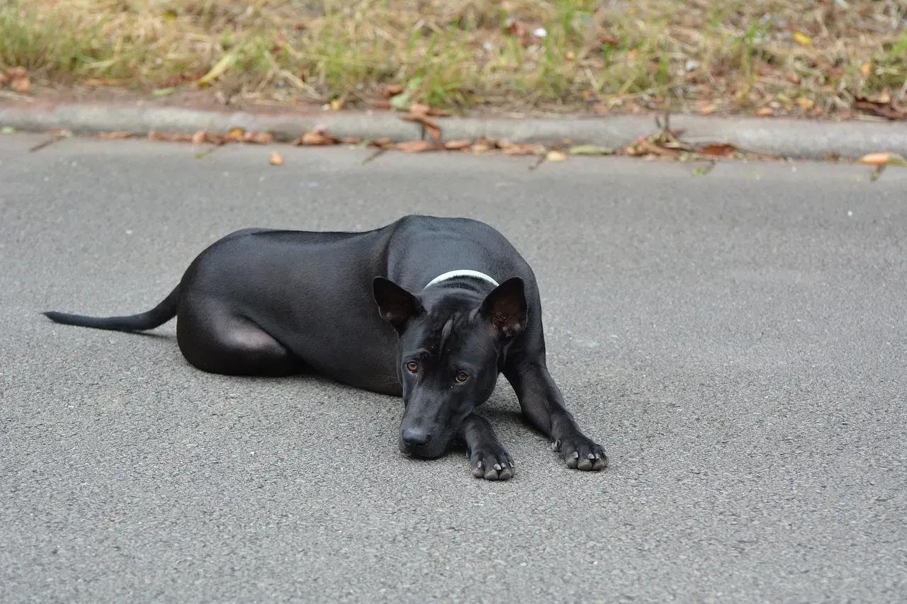 Muziek waar honden op reageren